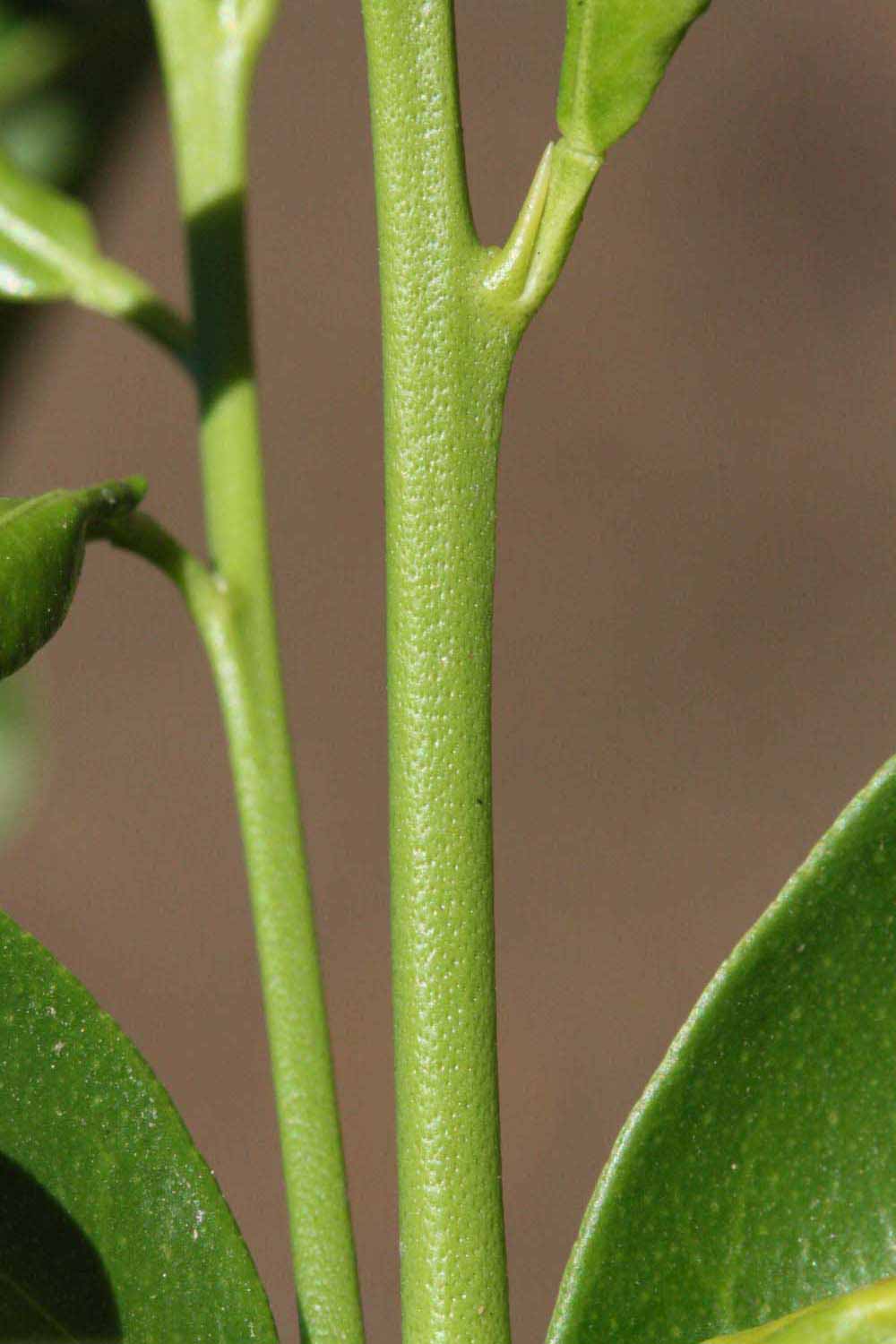            First year twig (Riverside, CA)   